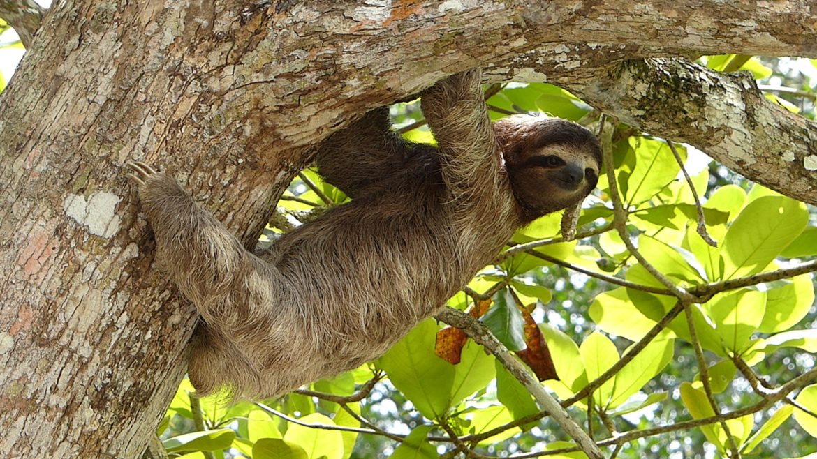 Not a Sloth